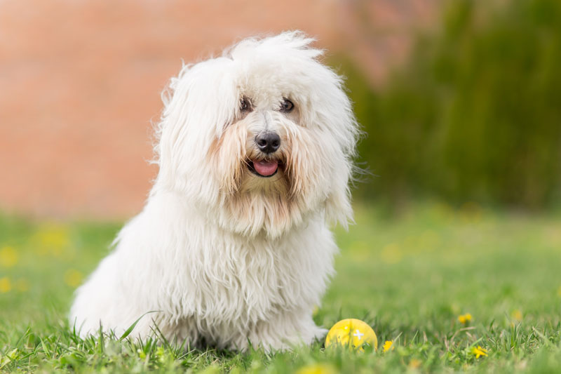 Coton de Tuléar - Weisser Hund aus Madagaskar