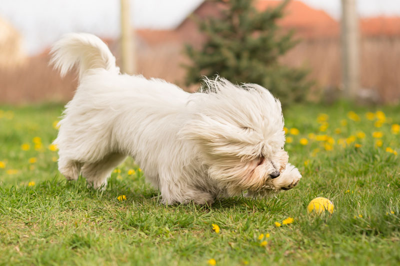 Coton de Tuléar spielt im Garten mit Hundespielzeug