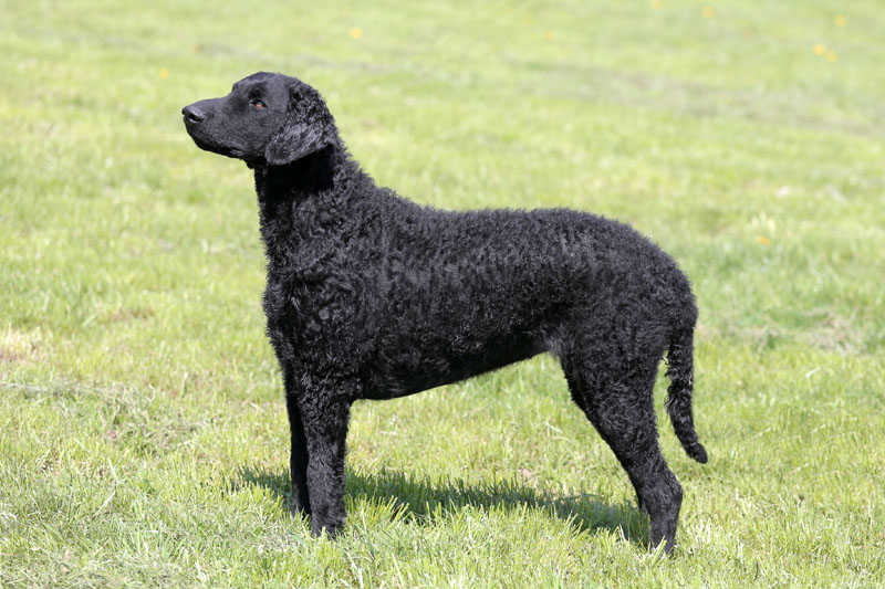 Typischer Curly Coated Retriever in der Natur