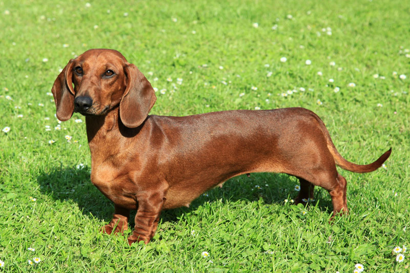 Dackel - Der bekannteste Hund Deutschlands