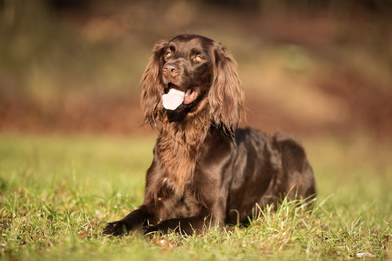 deutscher langhaariger Vorstehhund im Freien auf der Wiese an einem sonnigen Frühlingstag