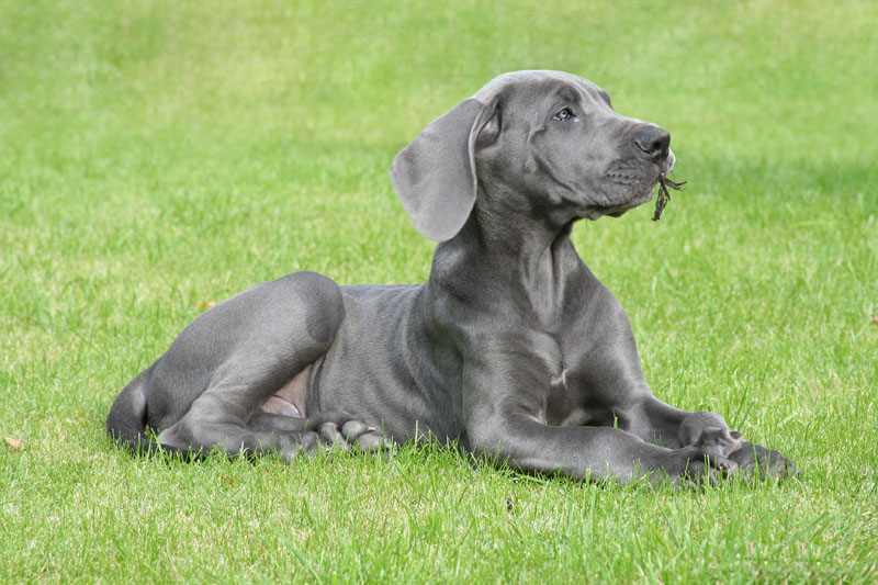 Deutsche Dogge - Grosse, mehrfarbige Hunderasse