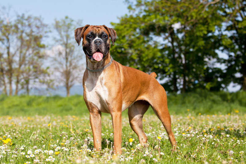 Schöner Deutscher Boxer beim Portrait