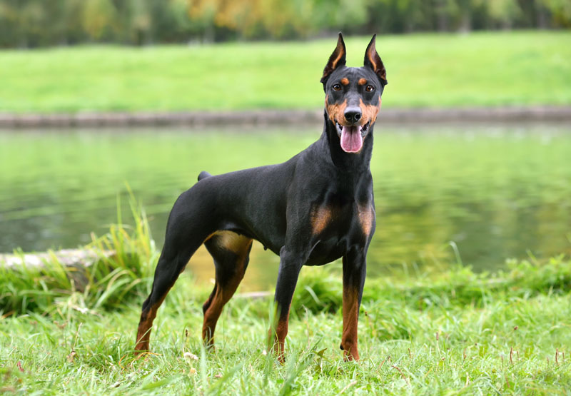 Deutscher Pinscher - Der kleine Dobermann