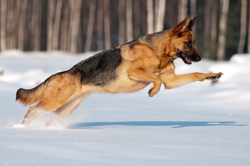 Deutscher Schäferhund schnell am Jagen