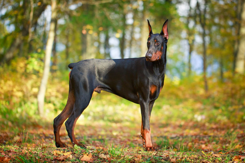 Dobermann kupiert steht im Wald