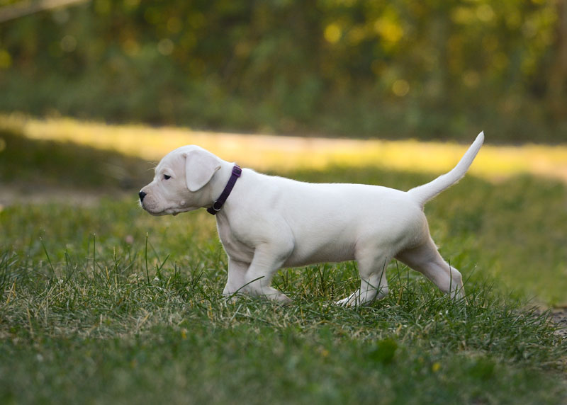 Dogo Argentino Welpe läuft über die Wiese