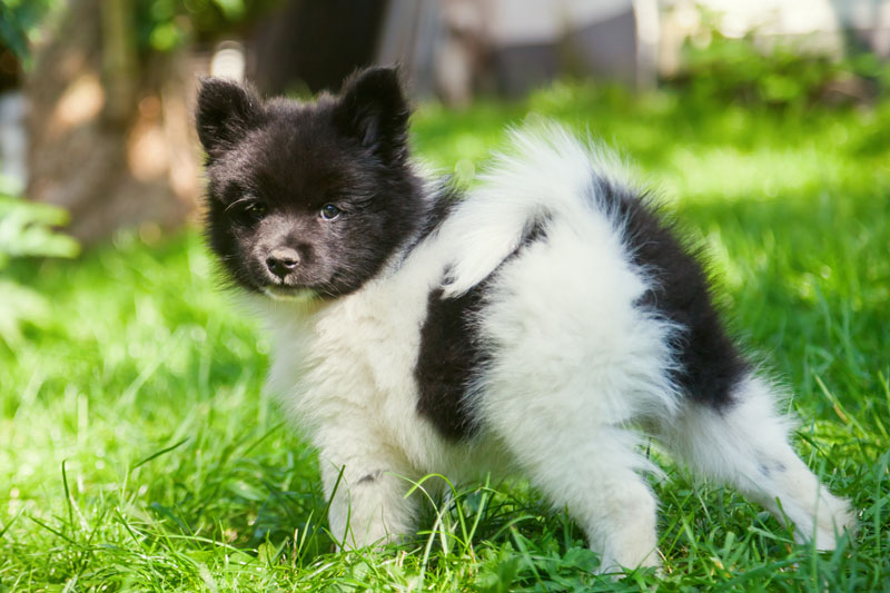 Elo - Ein Designer Hund und super süss