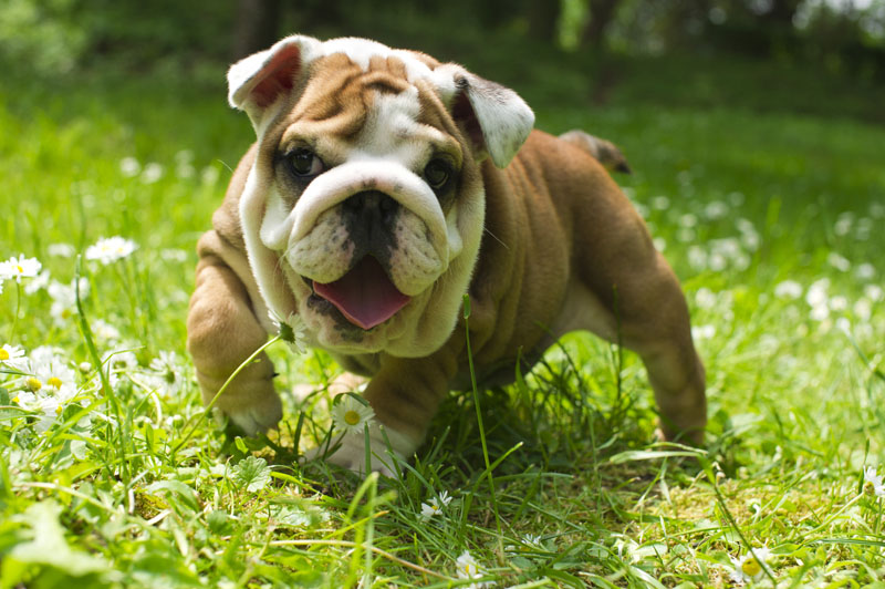 Die Kleine und tollpatschige Englische Bulldogge