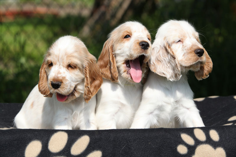 English Cocker Spaniel - Hunderasse mit Schlappohren