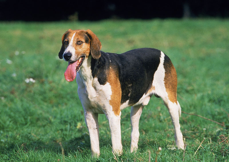 Die Hunderasse English Foxhound perfekt für Familien