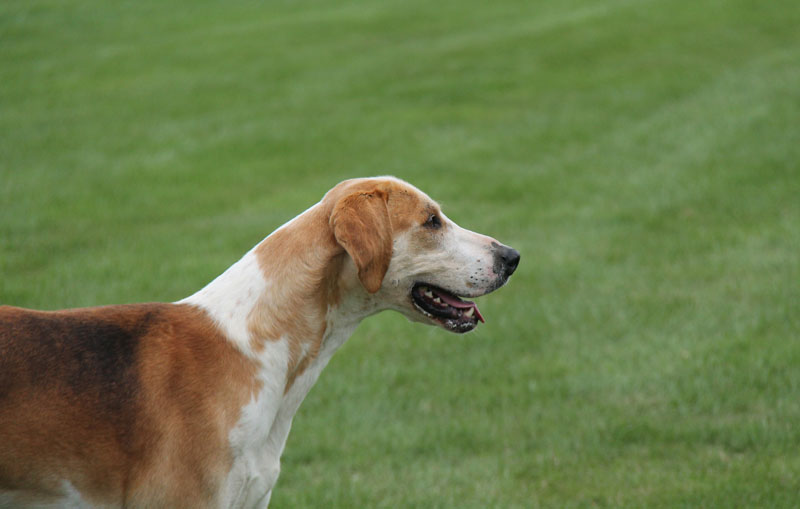 English Foxhound - Portrait Foto