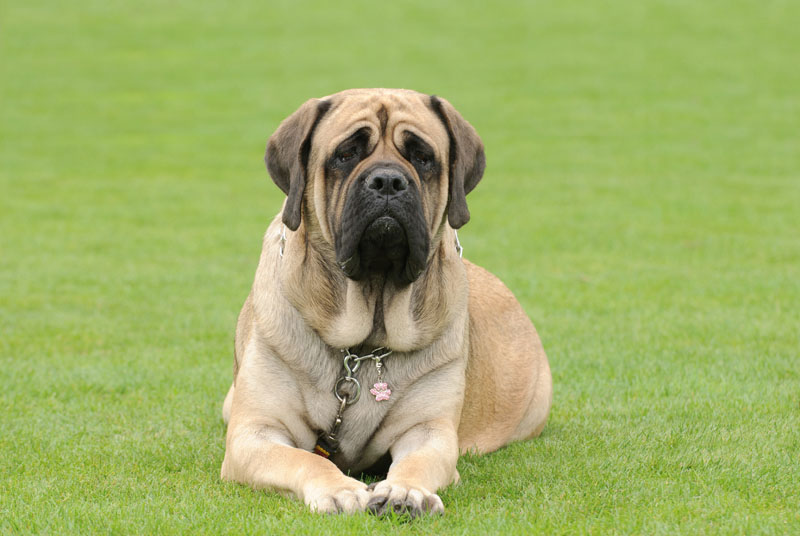 English Mastiff liegt entspannt auf der Wiese