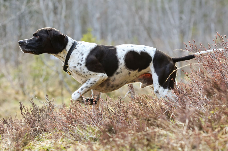 English Pointer pirscht durch den Wald