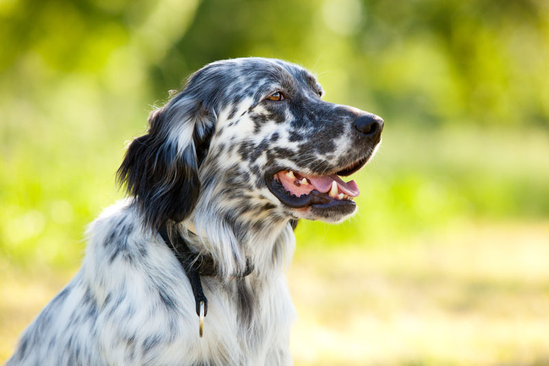 English Setter Fotoportrait