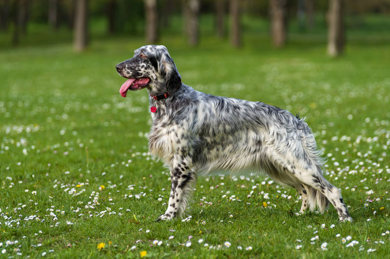 Der süße Blue Belton English Setter Hund steht auf einer wunderschönen frühlingsblühenden Wiese vor einem Waldhintergrund