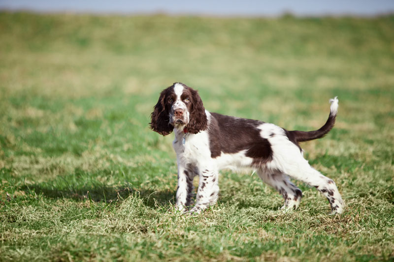 English Springer Spaniel steht angespannt auf der Wiese