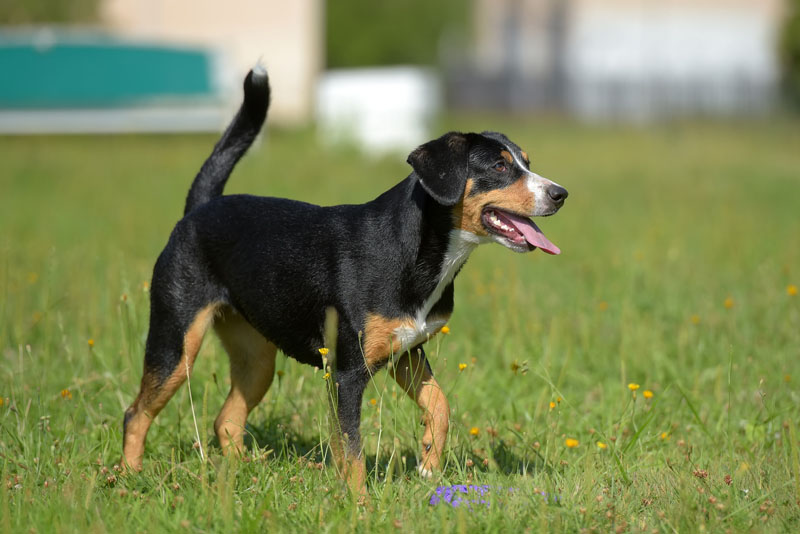 Entlebucher Sennenhund spielt im Park