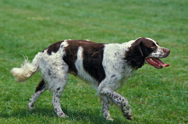 Épagneul Francais Hund im Garten am toben