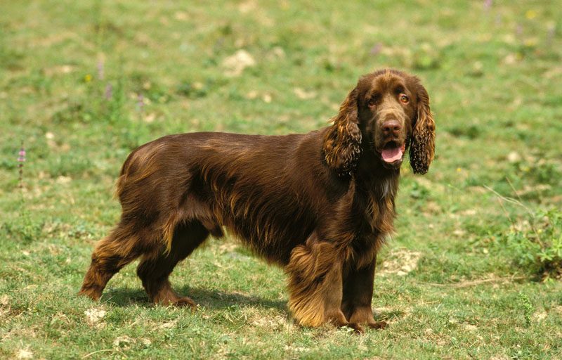 Field Spaniel - Hunderasse mit ruhigen Charakter