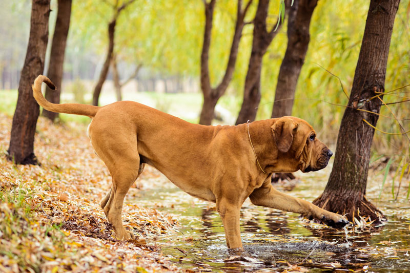 Hunderasse Fila Brasileiro rennt einen Berg herunter