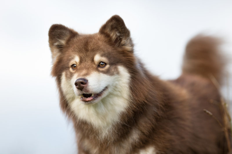 Finnischer Lapphund - Ruhiger Familienhund