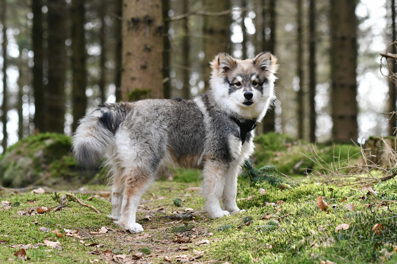 Junger Finnischer Lapphund Welpe