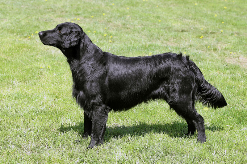 Flat-Coated Retriever steht auf der Wiese