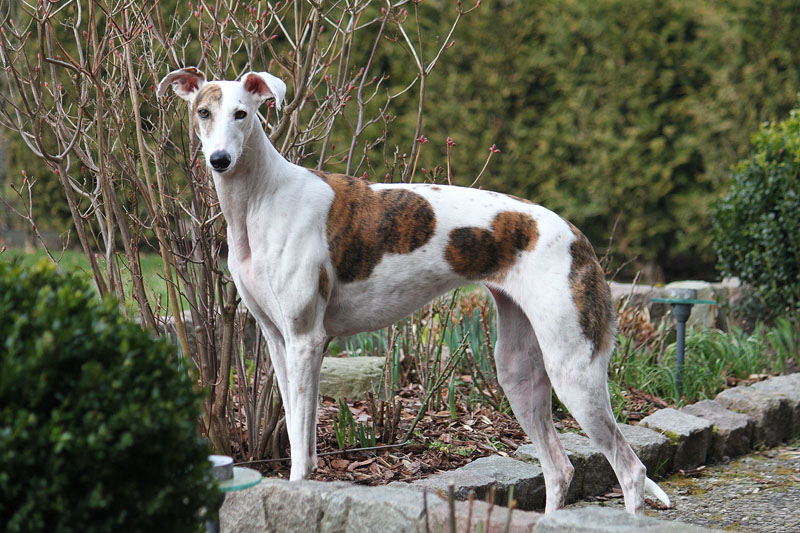 Galgo Espanol - Elegante Hunderasse in der Einfahrt