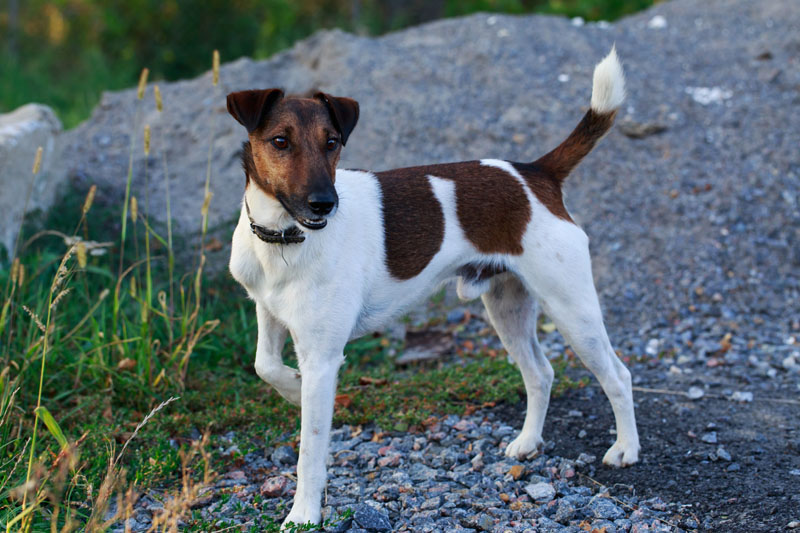 Glatthaar-Foxterrier - verspielte Hunderasse