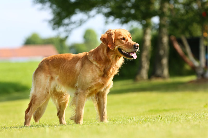 Golden Retriever als Wachhund auf der Weide