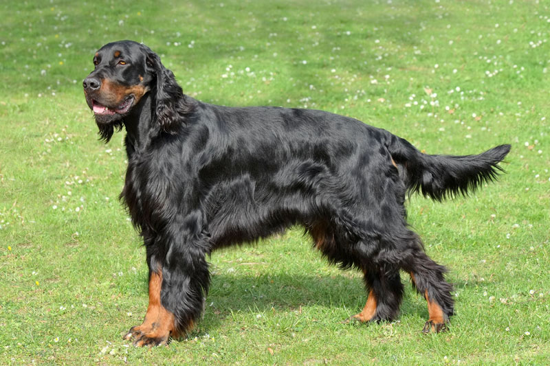 Typischer Gordon Setter mit langen Haaren