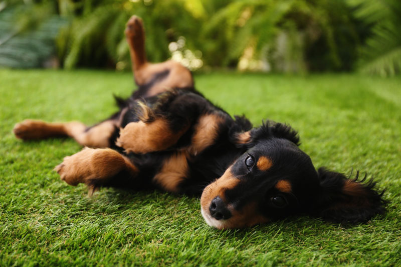 Gordon Setter, Hund für die Jagd