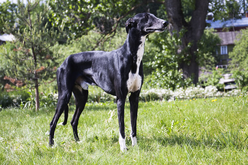 Greyhound - Windhund Hunderasse