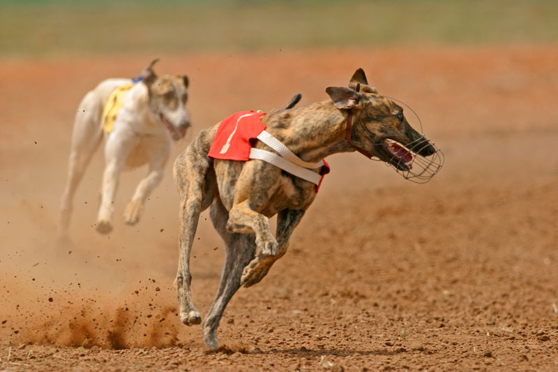 Greyhound - Windhund beliebt als Rennhund und Jagdhund