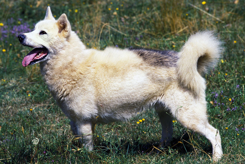 Grönlandhund steht auf Gras und freut sich