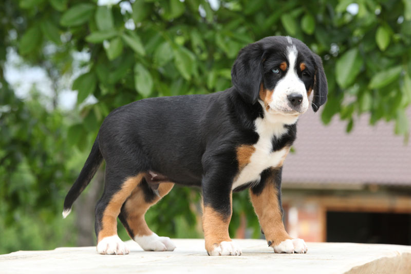 Großer Schweizer Sennenhund in Schwarz