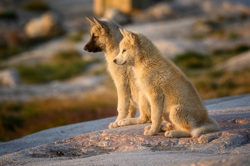 Grönlandhund - Schlittenhund und Jagdhund