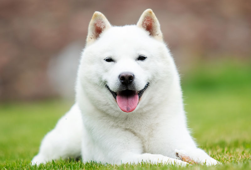 Hokkaido - Japanischer Jagdhund