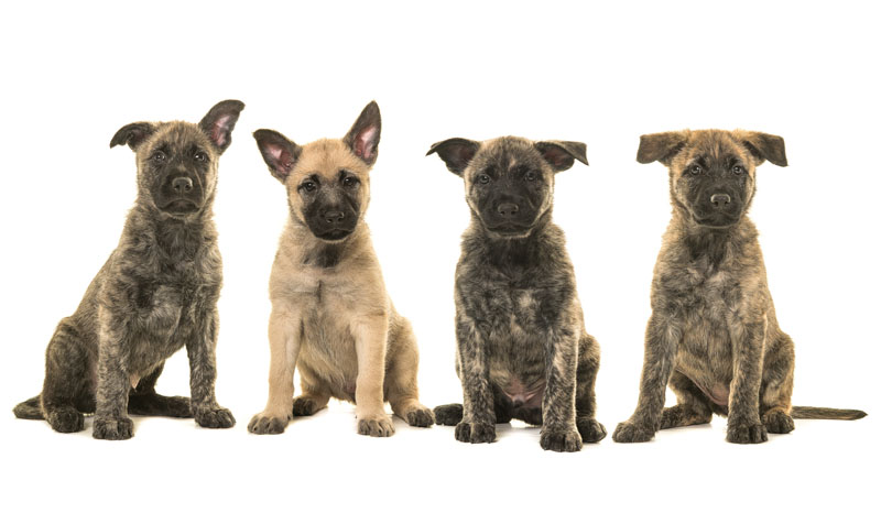 Holländischer Schäferhund