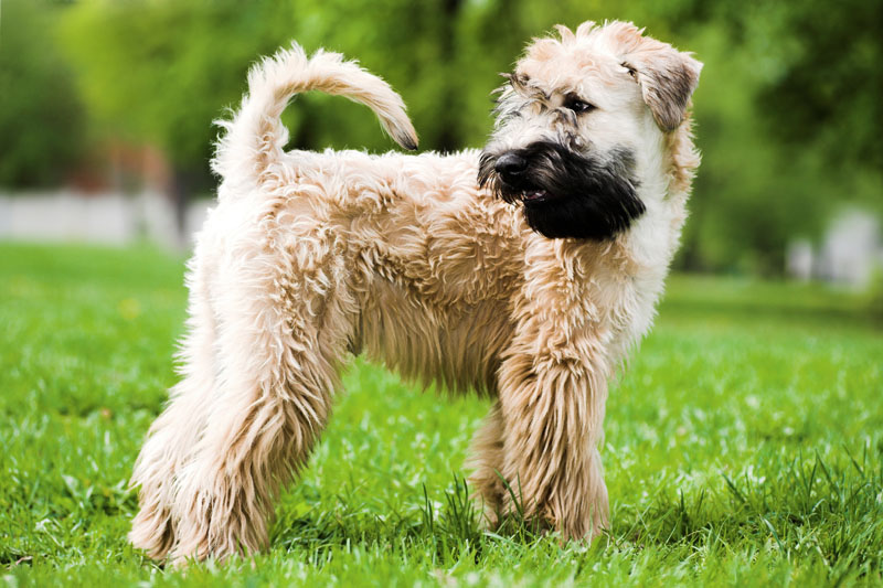 Irish Soft Coated Wheaten Terrier guckt zurück und steht auf der Wiese