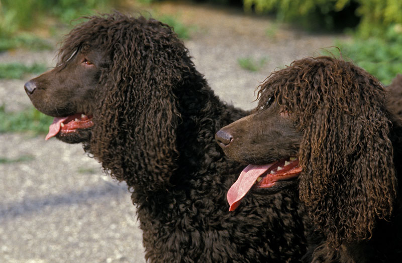 Irische Wasserspaniel bzw. Irish Water Spaniel Hund