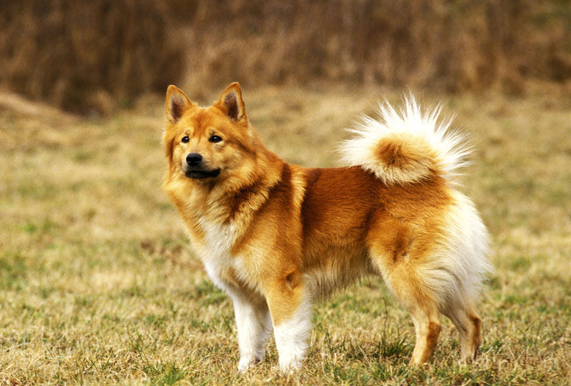 Der Islandhund auf dem Feld ohne Leine