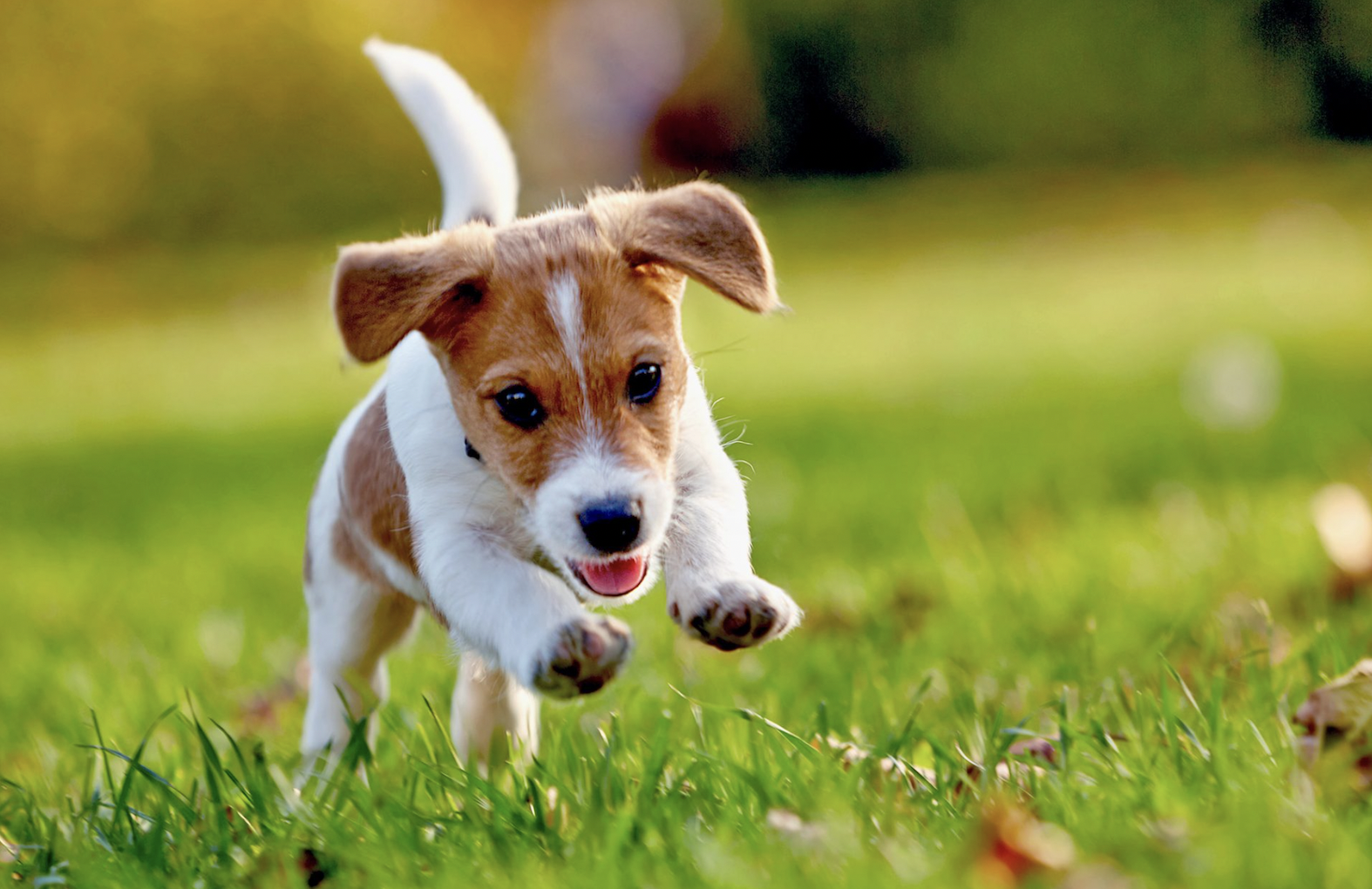 Die quirlige Jack Russel Terrier Hunderasse - Welpe auf der Wiese