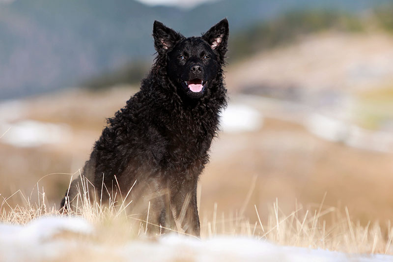 Kroatischer Schäferhund Dühnenbild