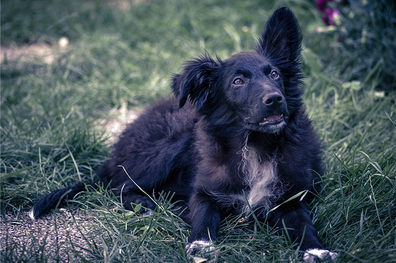 Der Kroatische Schäferhund liegt auf einer Decke