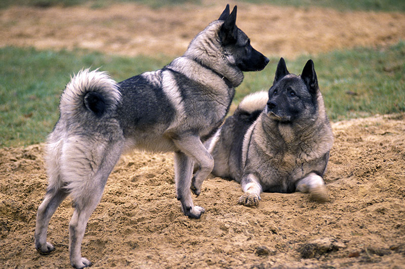 Zwei Jämthunde - Die Schwedische Elchhunde