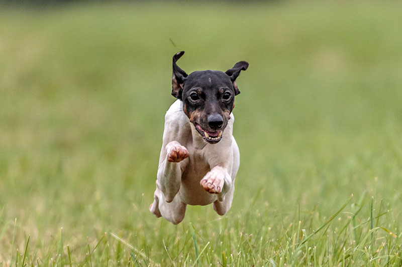 Japanischer Terrier springt über die Wiese