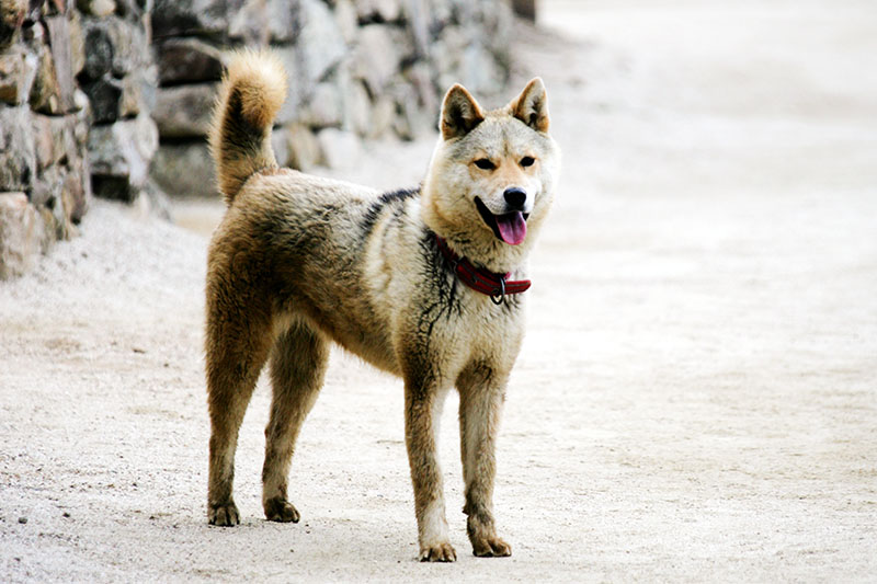 Koreanische Hunerasse Jindo Dog