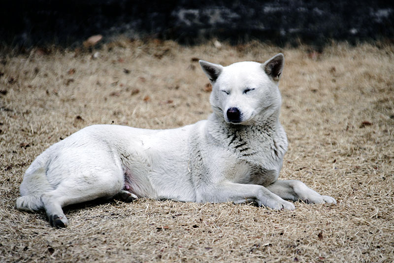 Jindot Gae oder auch Korea Jindo Dog liegt